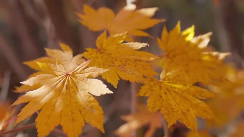 北国之秋枫叶王国