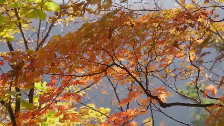 北国之秋枫叶王国