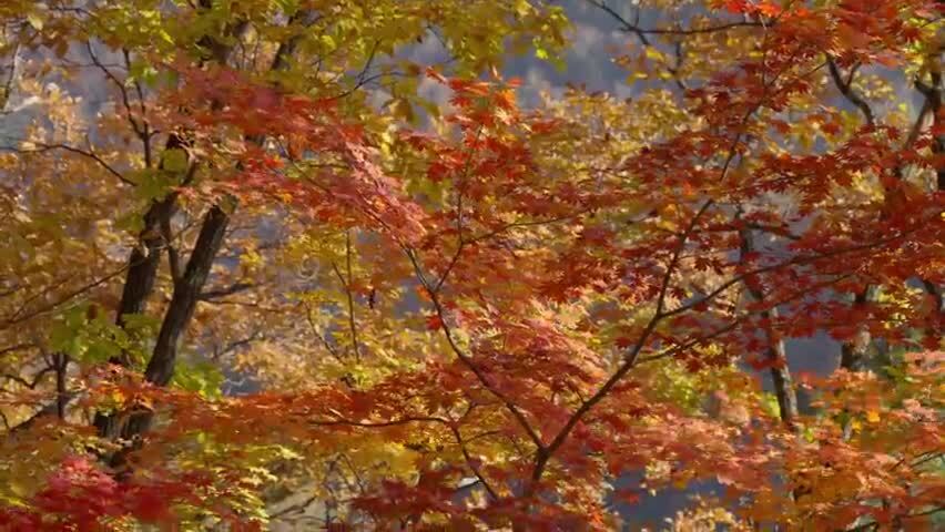 北国之秋枫叶王国