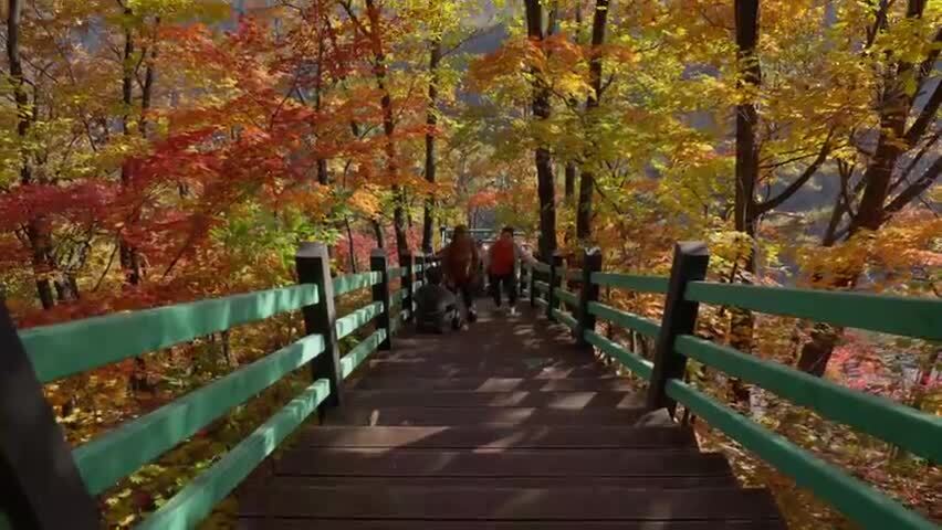 北国之秋枫叶王国