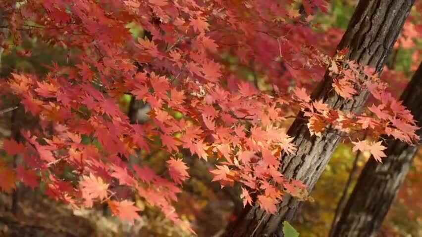 北国之秋枫叶王国