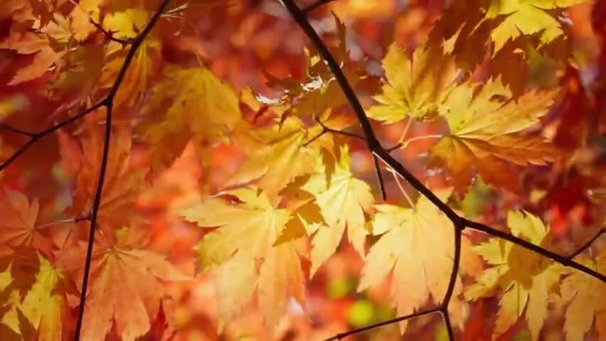 北国之秋枫叶王国