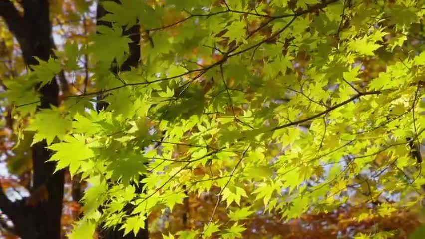 北国之秋枫叶王国