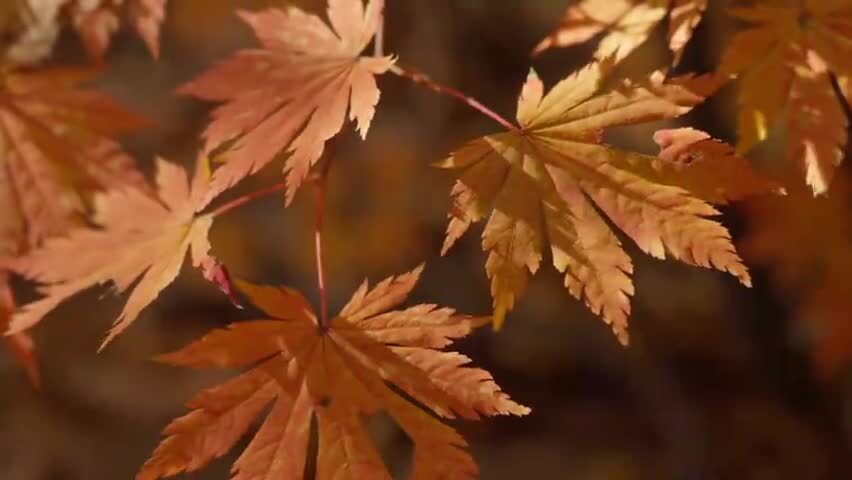 北国之秋枫叶王国