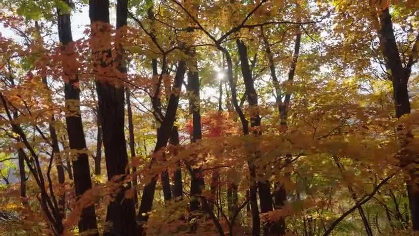 北国之秋枫叶王国