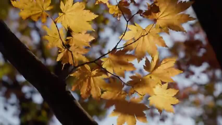 北国之秋枫叶王国