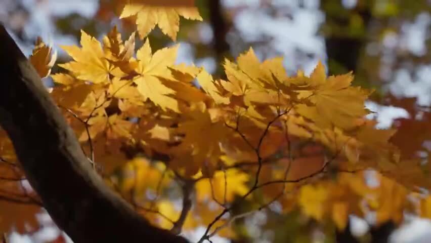 北国之秋枫叶王国