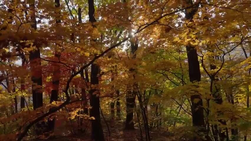 北国之秋枫叶王国