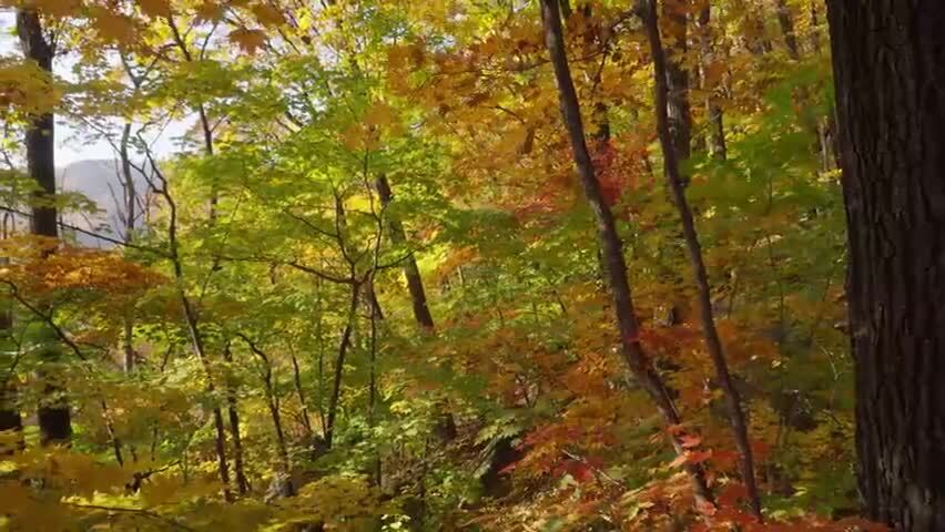 北国之秋枫叶王国