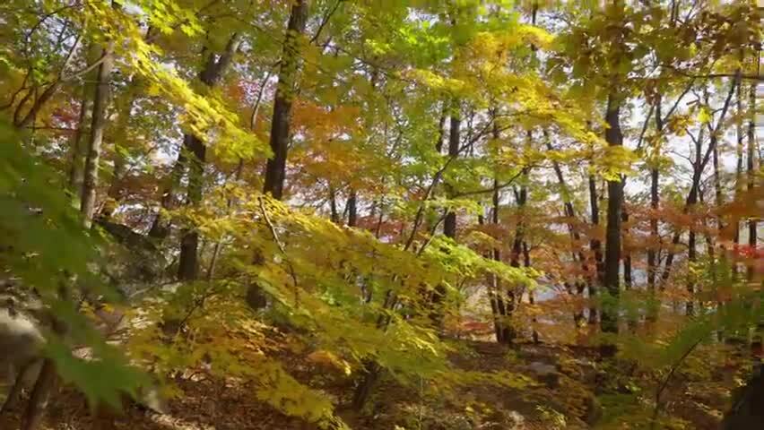 北国之秋枫叶王国