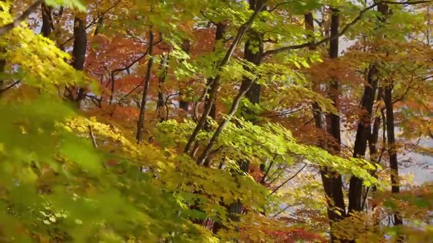 北国之秋枫叶王国