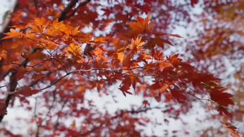 北国之秋枫叶王国