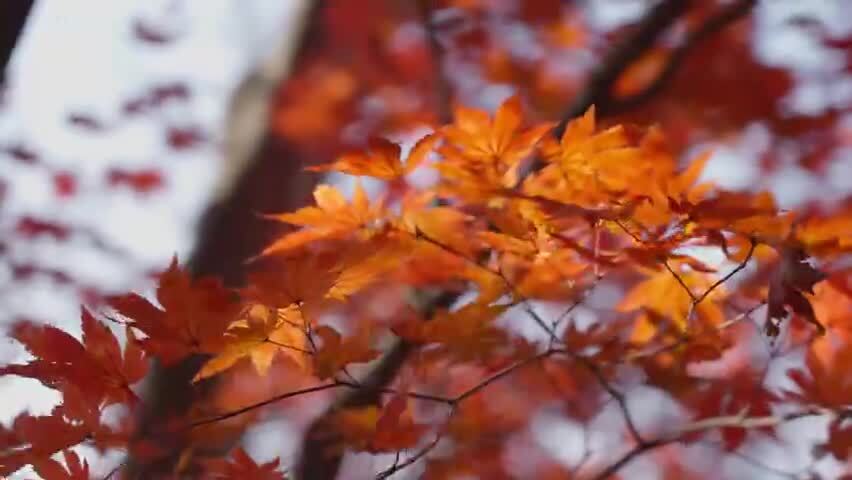 北国之秋枫叶王国