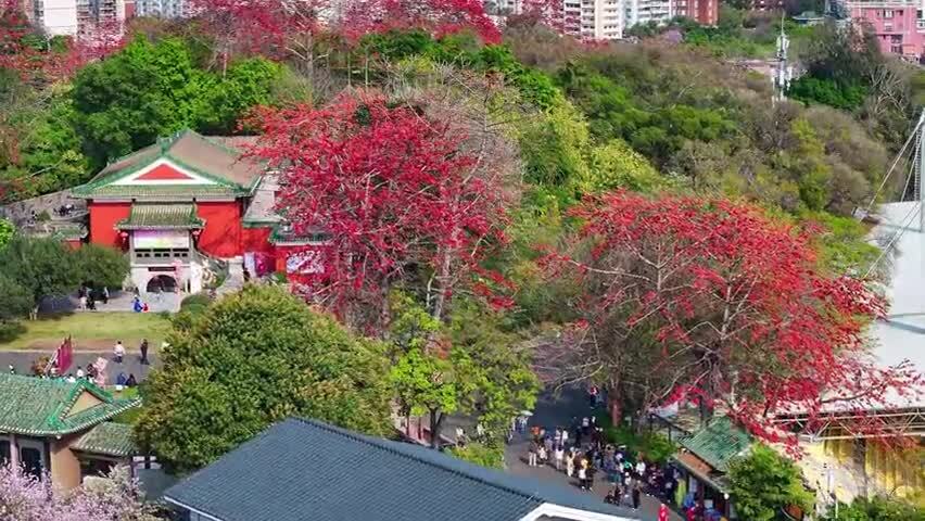 春日镇海楼木棉红无人机俯瞰