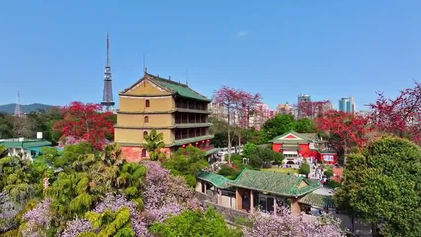 春日镇海楼木棉红无人机俯瞰