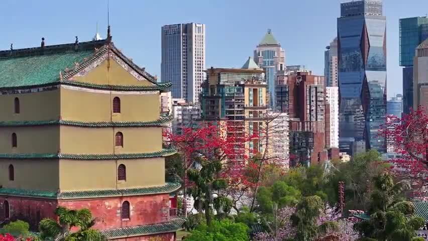 春日镇海楼木棉红无人机俯瞰