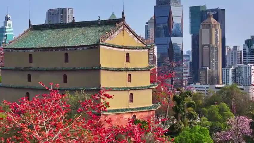 春日镇海楼木棉红无人机俯瞰