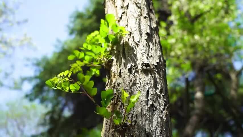 春天树木嫩枝嫩芽嫩叶生长的生命力和活力