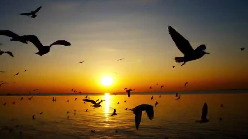 落日夕阳下的海鸥群