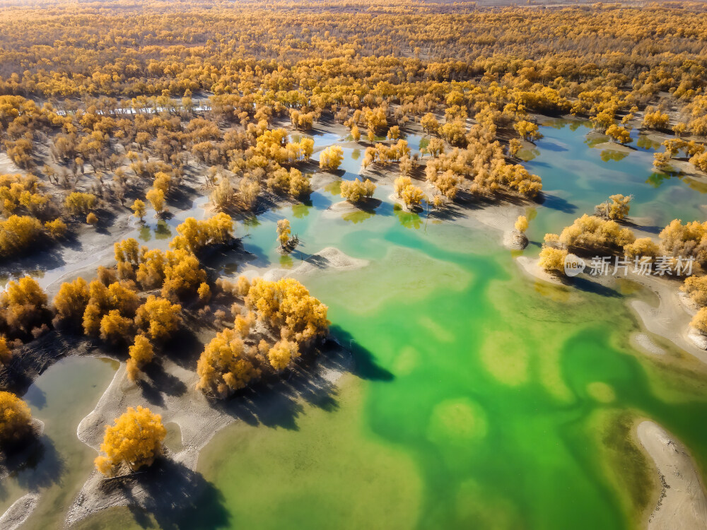 航拍轮台胡杨林