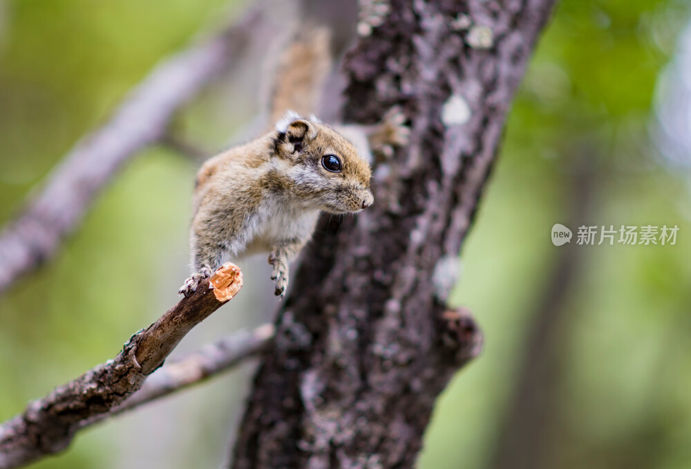 普达措森林公园松鼠特写