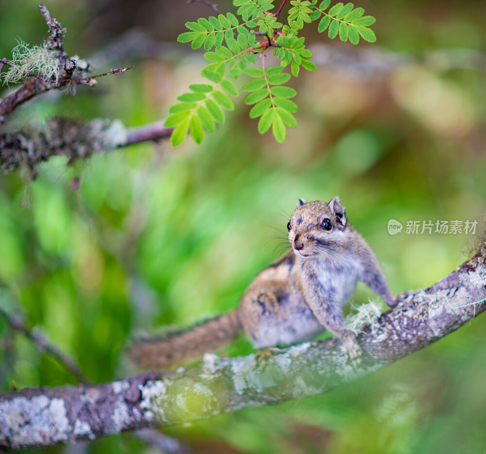 普达措森林公园松鼠特写
