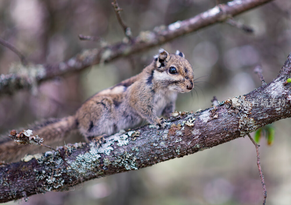 普达措森林公园松鼠特写