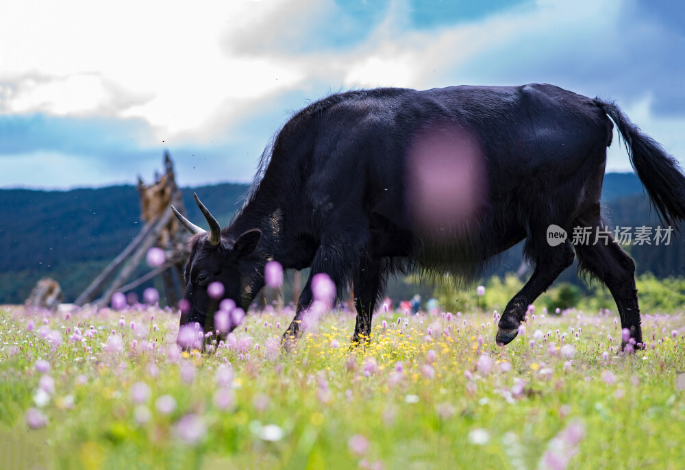 普达措森林公园牦牛