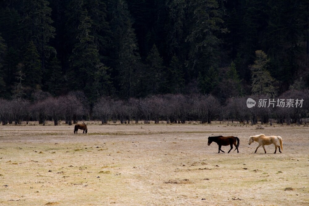 云南,普达措,香格里拉