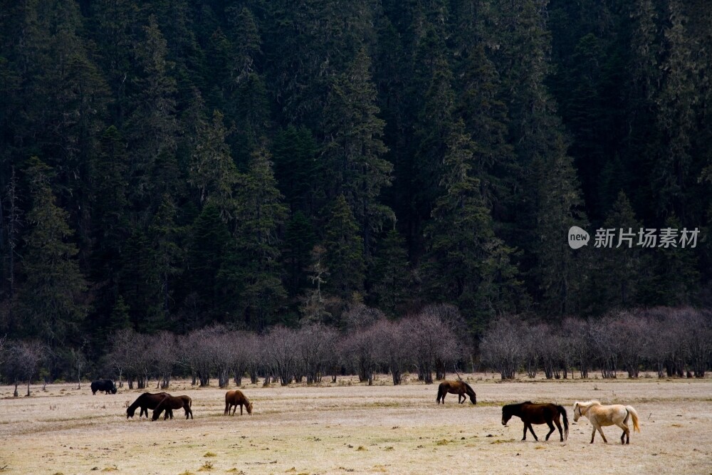 云南,普达措,香格里拉