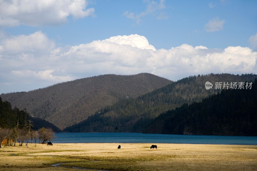 云南,普达措,香格里拉