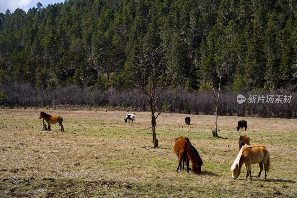 云南,普达措,香格里拉