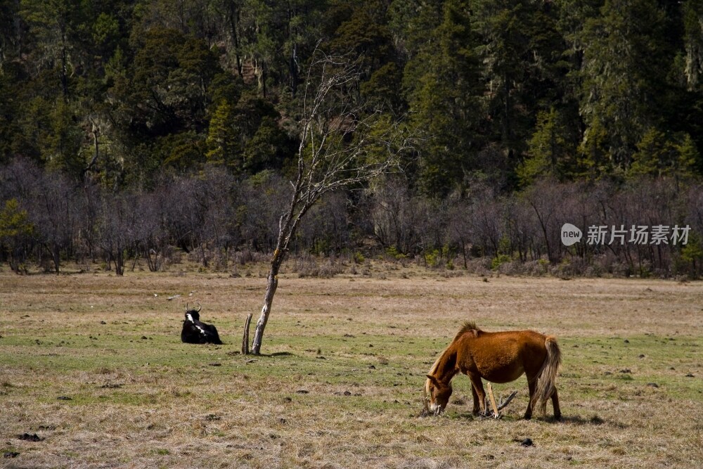 云南,普达措,香格里拉