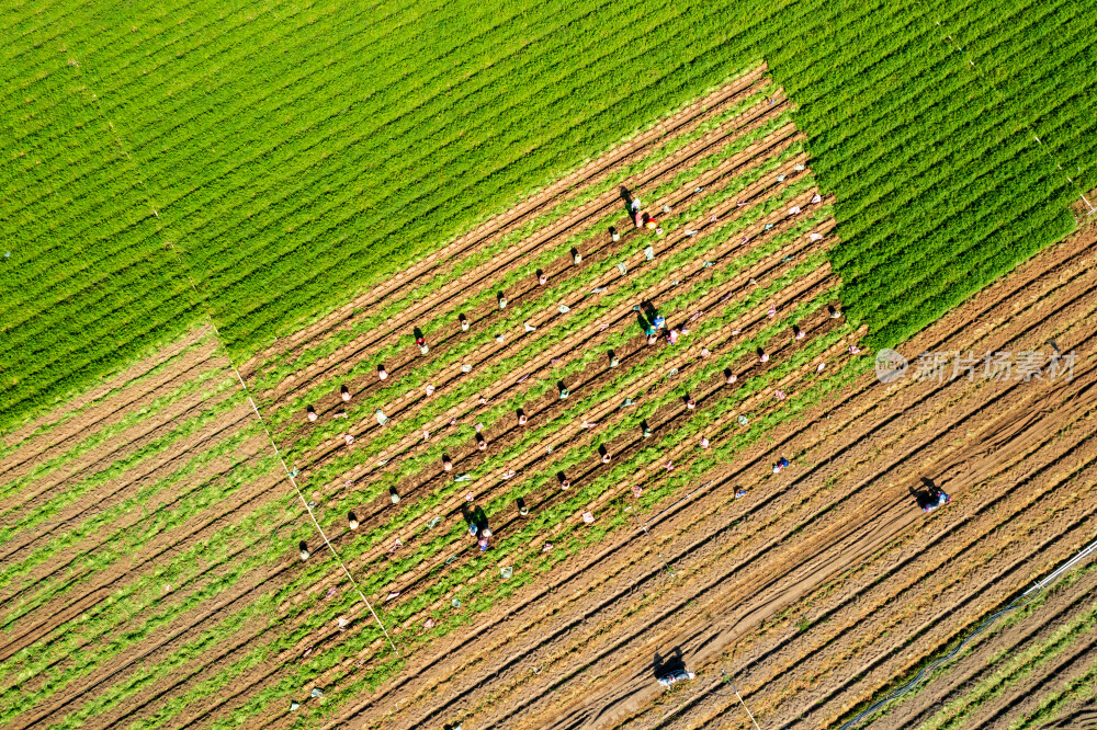 胡萝卜丰收