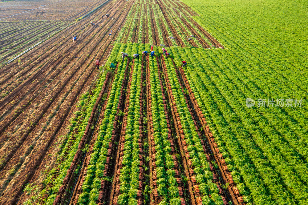 胡萝卜丰收