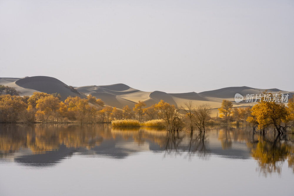 新疆塔里木河沙漠胡杨林