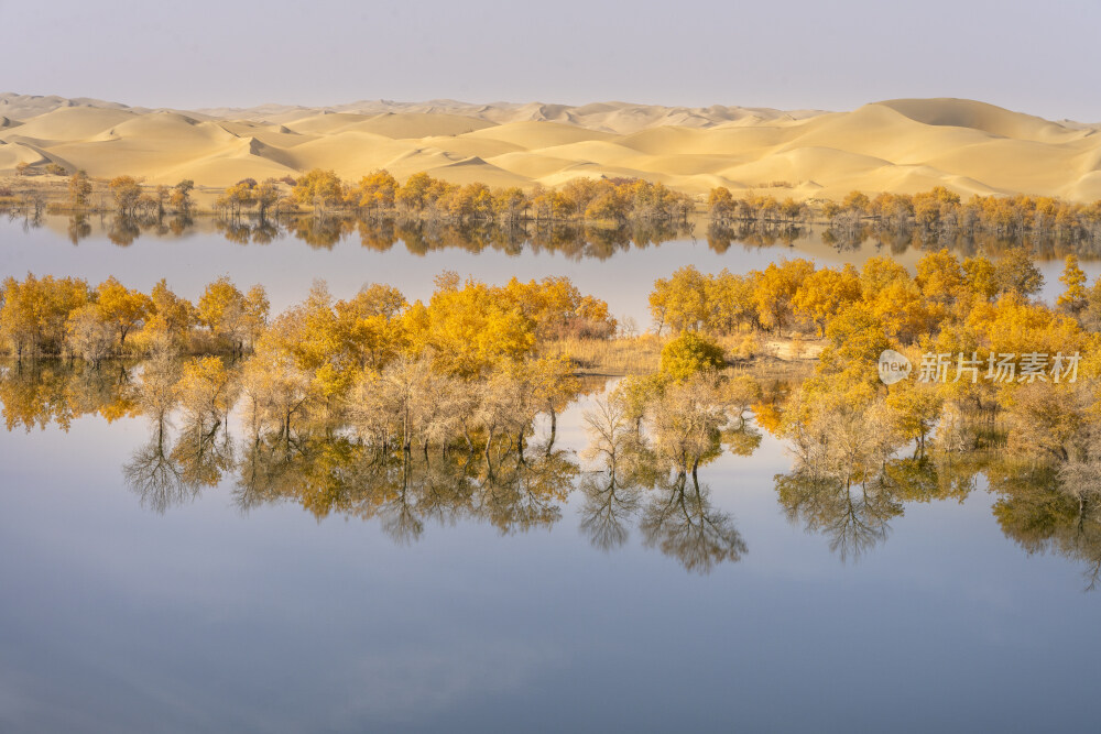 新疆塔里木河沙漠胡杨林