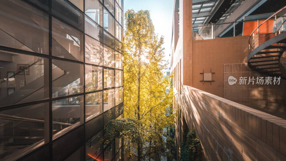 秋天福州大学室内建筑与金黄色银杏树