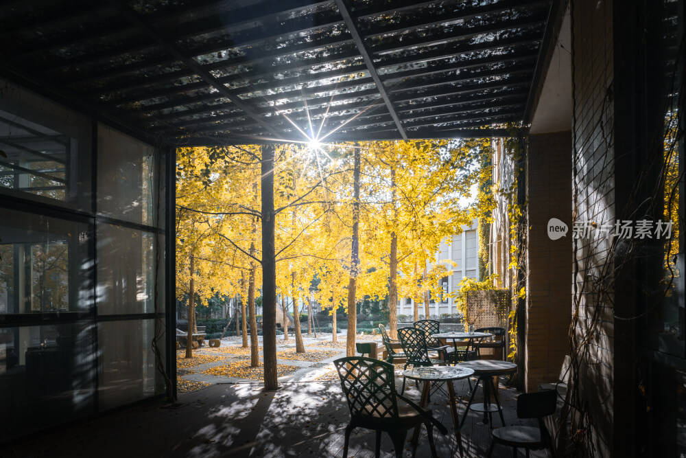 秋天福州大学室内建筑与金黄色银杏树
