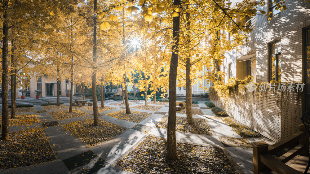 秋天福州大学室内建筑与金黄色银杏树