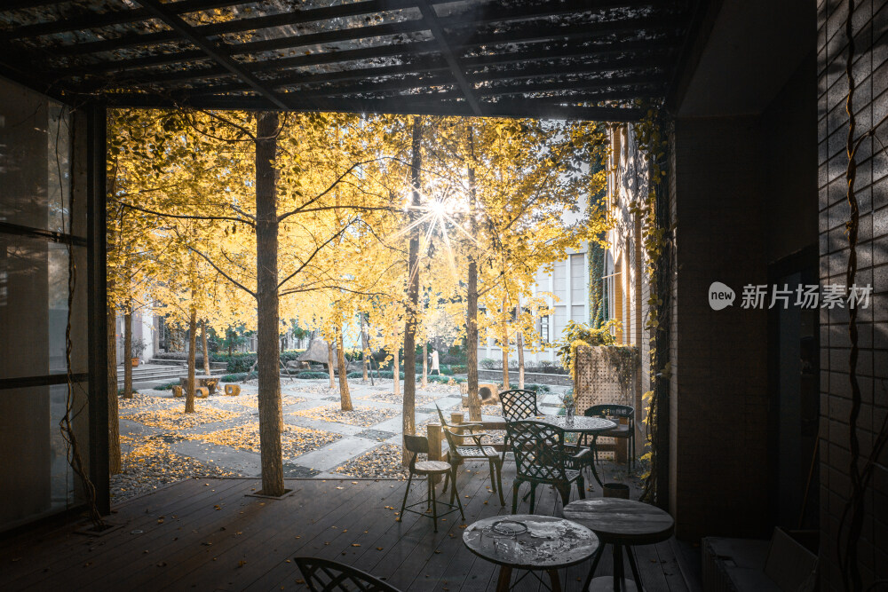 秋天福州大学室内建筑与金黄色银杏树