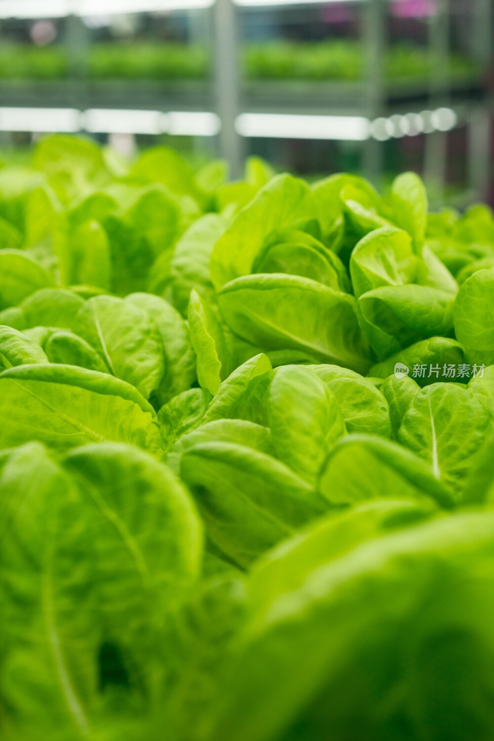 在温室里的绿色植物