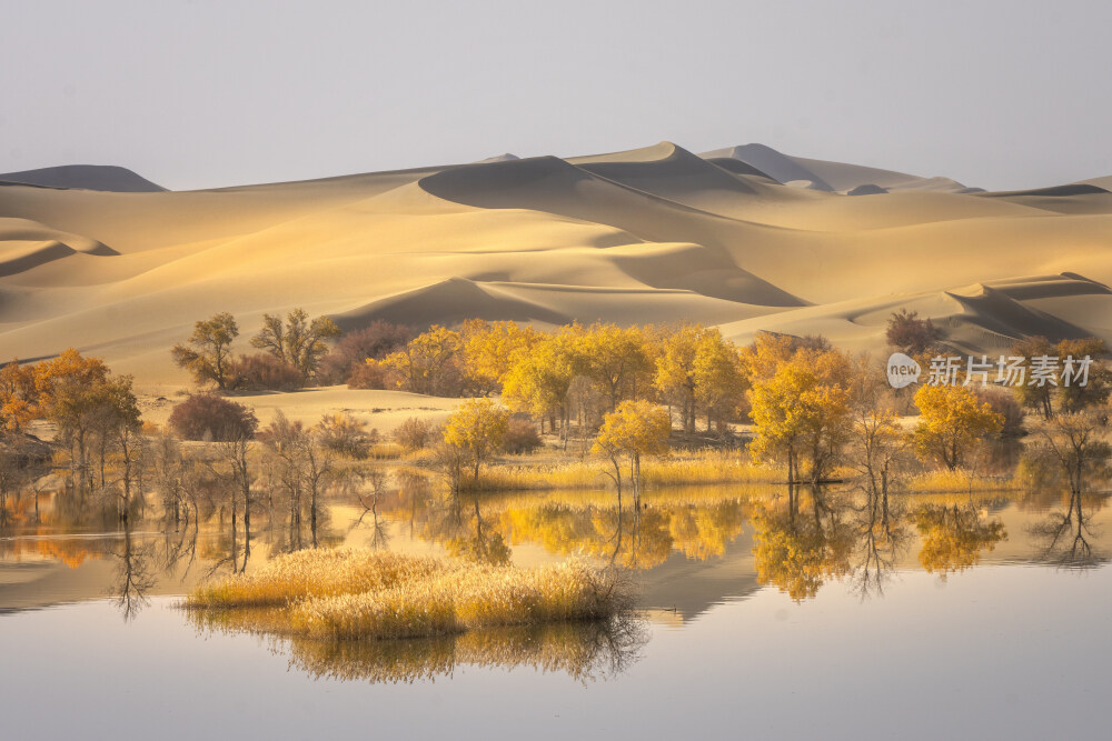 新疆沙漠胡杨林