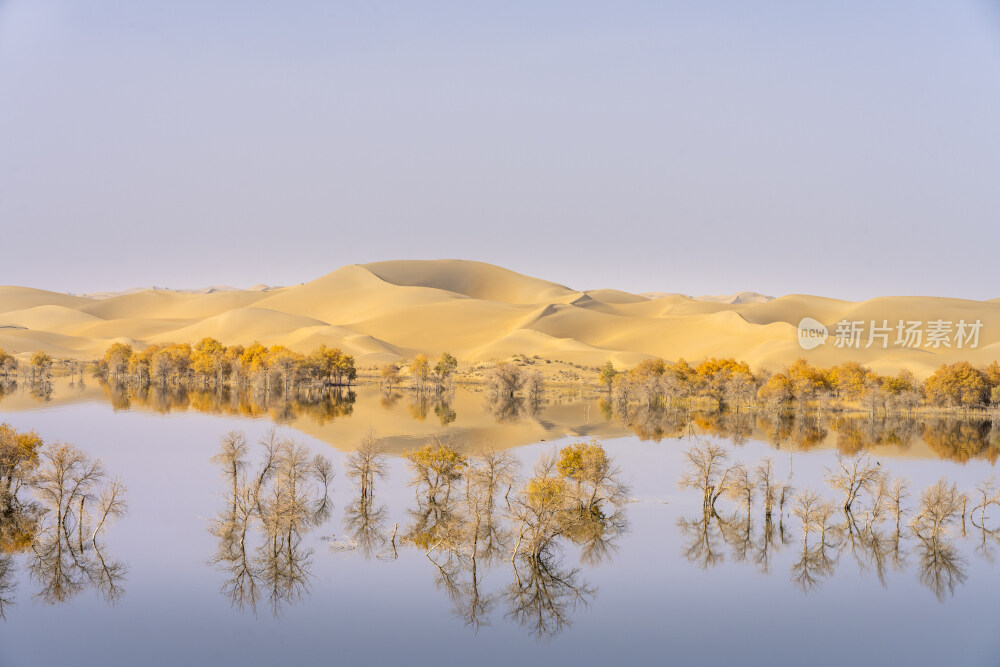 新疆沙漠胡杨林
