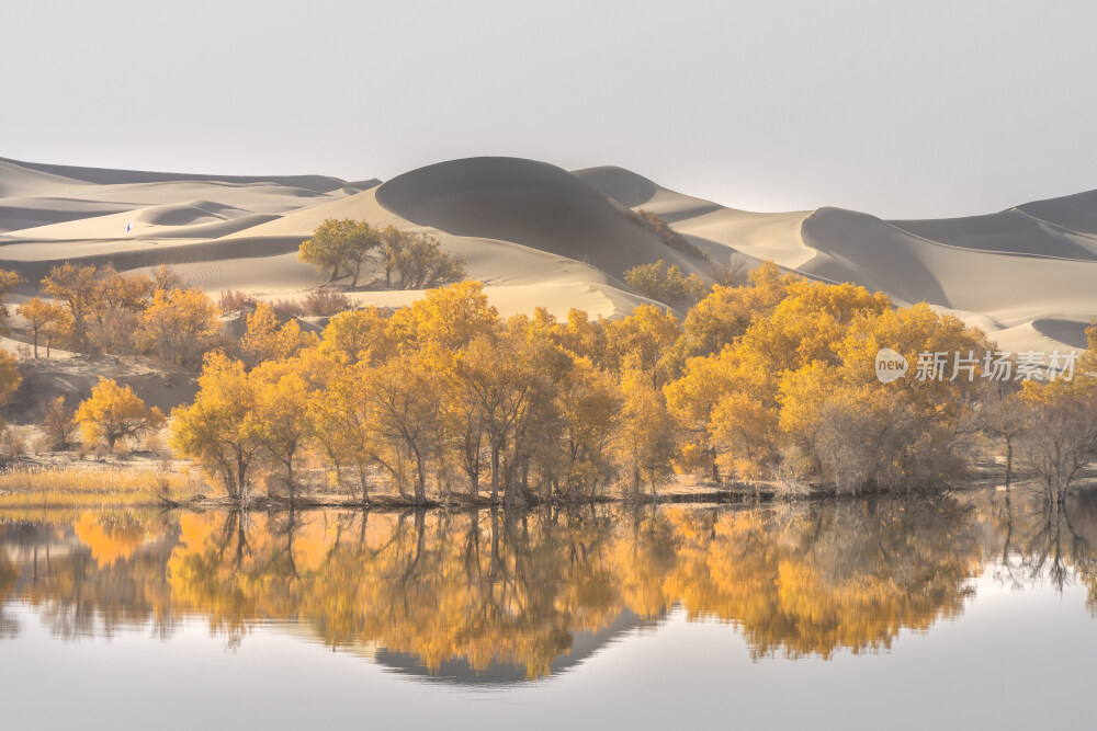 新疆沙漠胡杨林