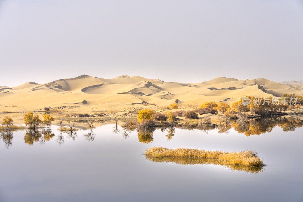 新疆沙漠胡杨林