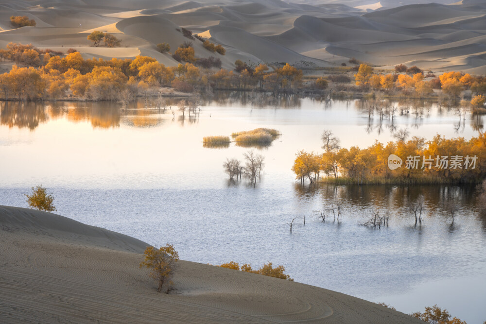 新疆蔚犁塔里木河沙漠胡杨林