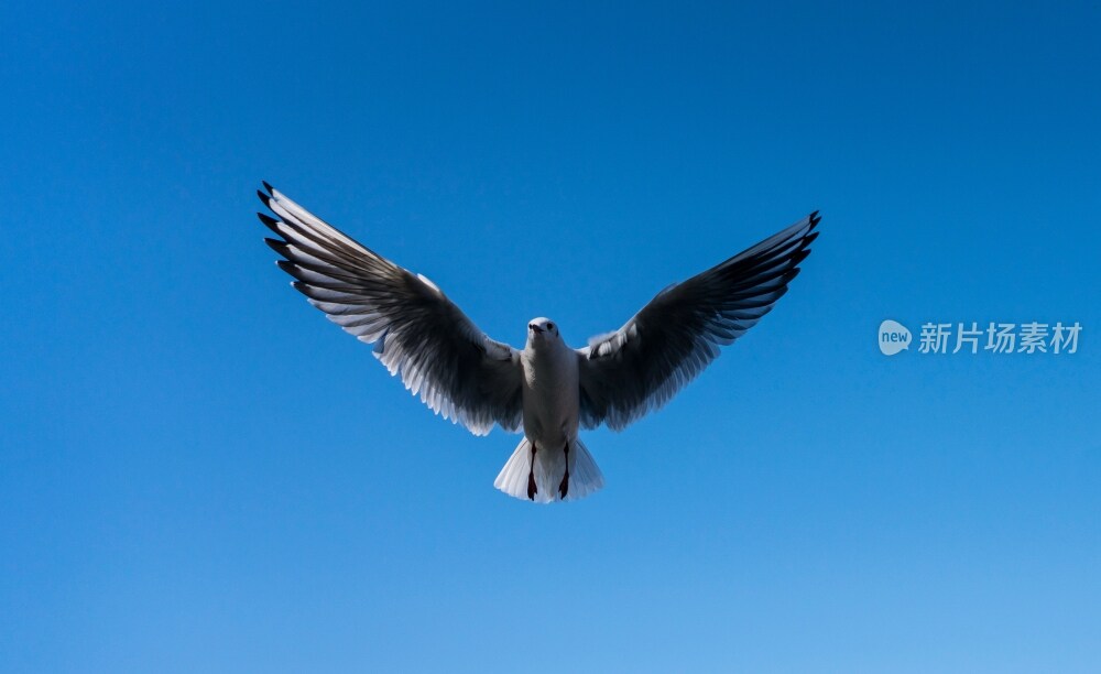 飞翔的白鸽