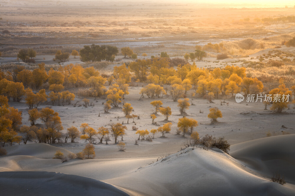 新疆蔚犁塔里木河沙漠胡杨林