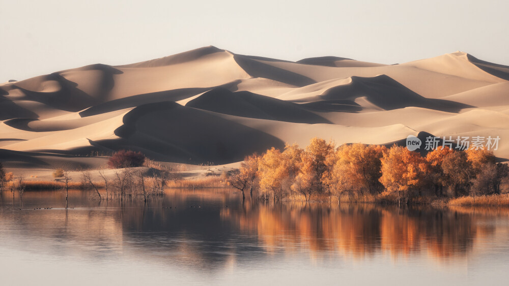 新疆沙漠胡杨林